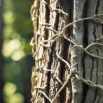 How to Properly Cable and Brace Trees 4 cabling and bracing trees
