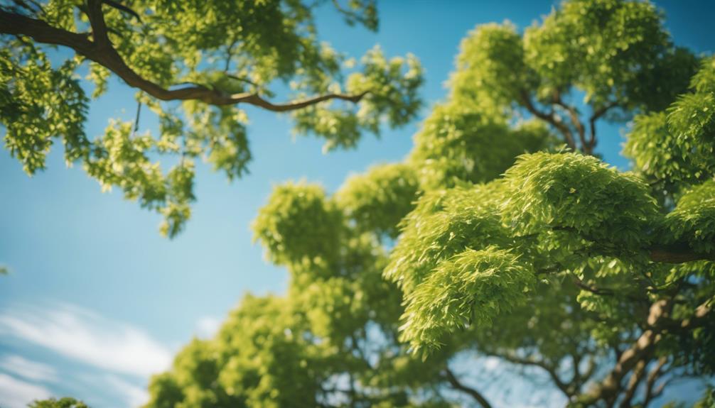 Tree Pruning Bearwood 9 expert tree care solutions