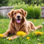 Why Lawn Care Matters for Pet Owners 4 lawn care benefits pet owners