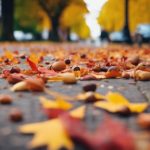 Autumn Leaf Clearance Harborne 3 leaf collection in harborne