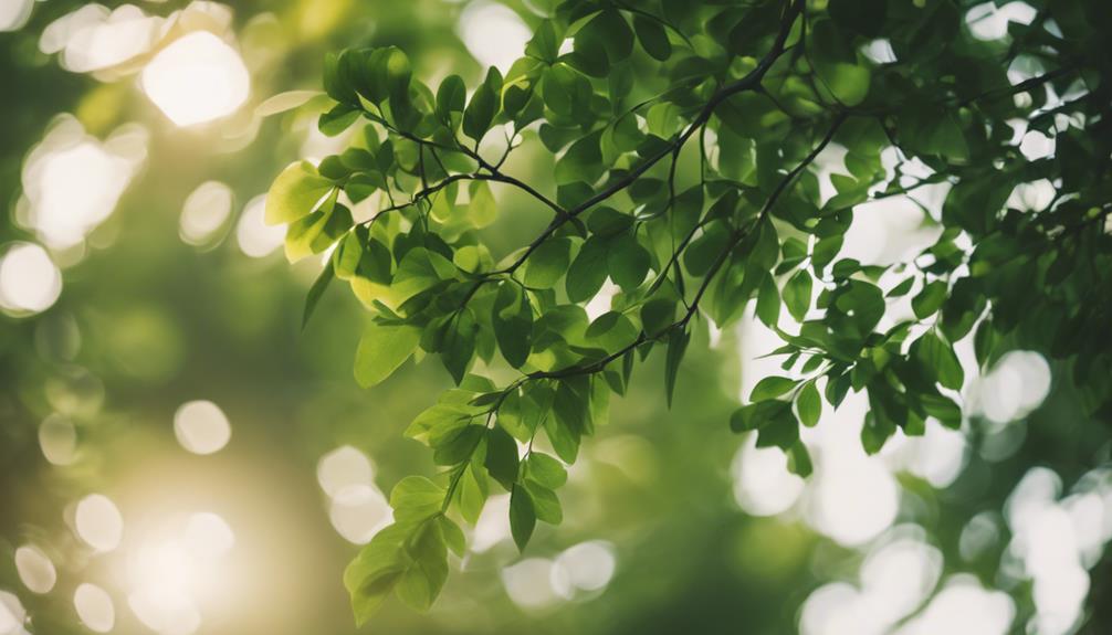 Tree Pruning Halesowen 7 maintaining tree health safely