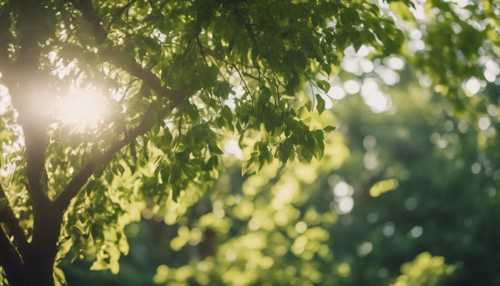 Tree Pruning Oldbury 7 maintaining tree health safely