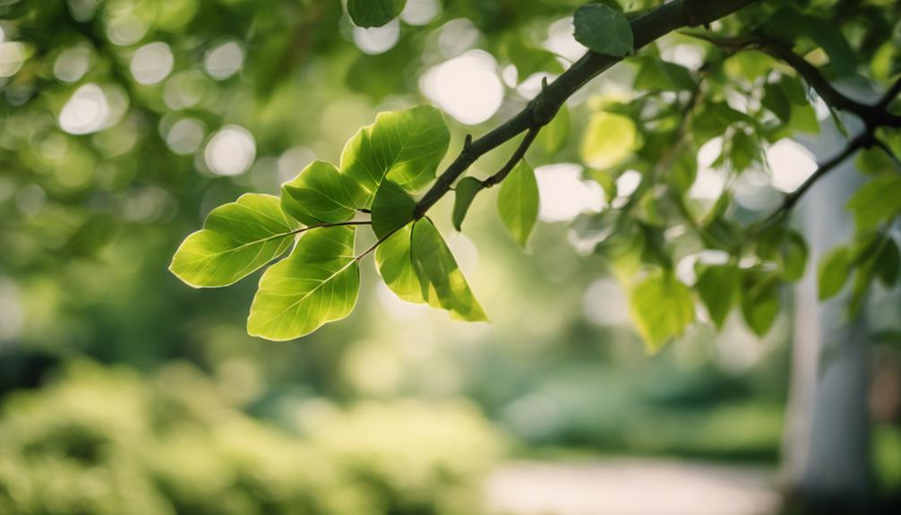 Tree Pruning Quinton 5 maintaining tree health safely