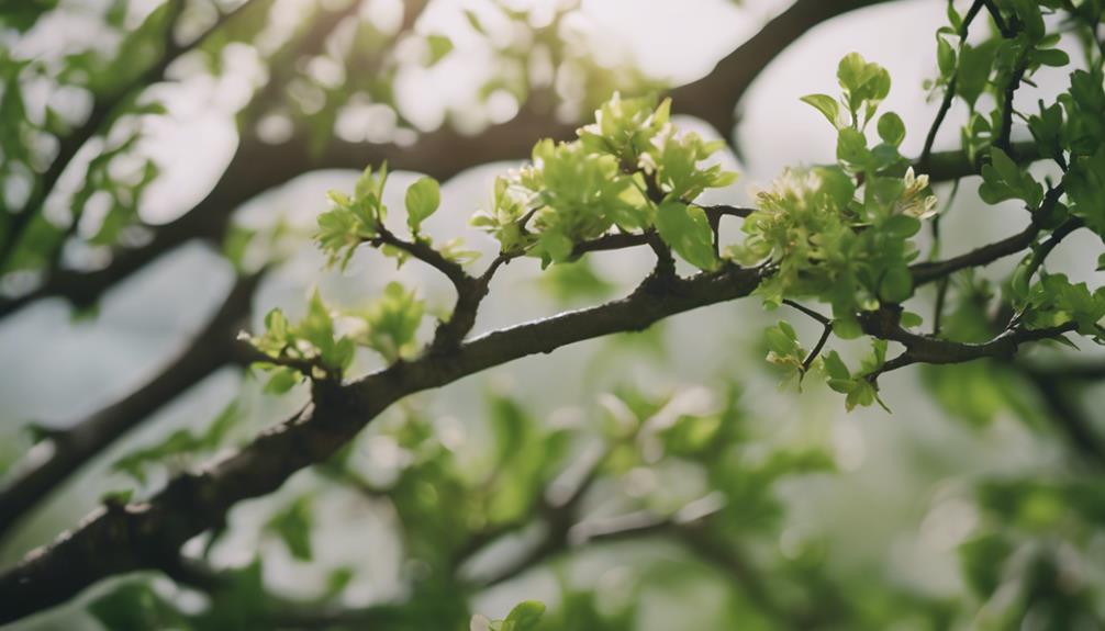 Tree Pruning Bearwood 8 proper tree care methods