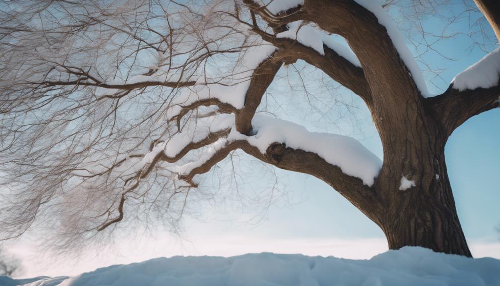 Tree Pruning Northfield 8 prune trees in winter