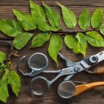 7 Best Tree Disease Diagnosis and Treatment Services 4 top tree disease services