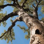 Top 7 Tree Hazard Assessment and Safety Tips 3 tree hazard assessment tips