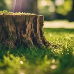 Stump Grinding Selly Oak 4 tree removal selly oak