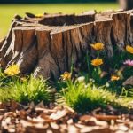 Stump Grinding Halesowen 4 tree stump removal service